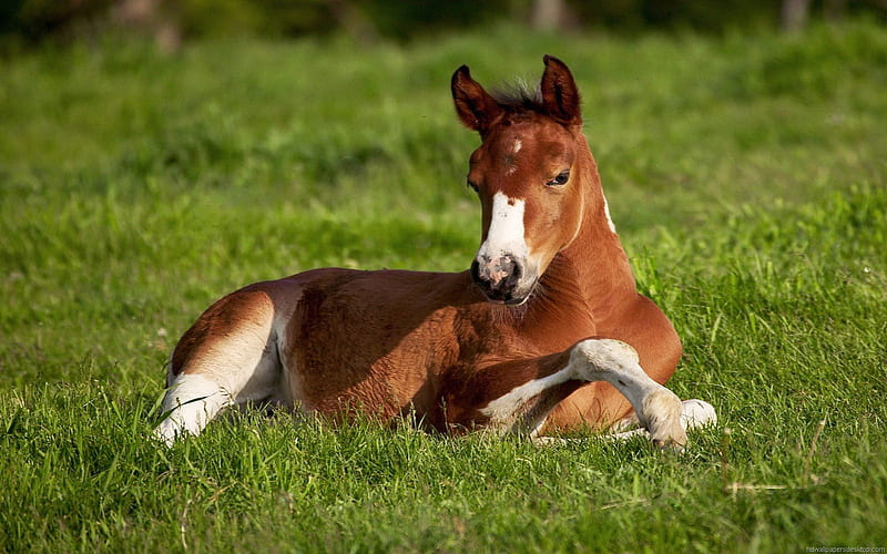 Baby Horse Names