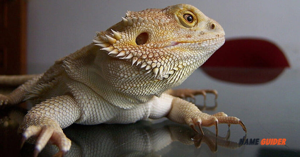 375+ Bearded Dragon Names (2023) Name Guider