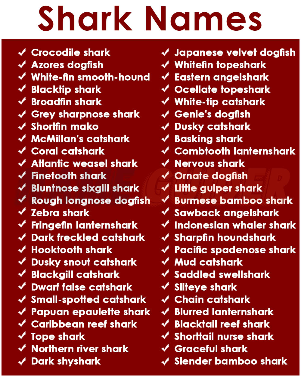 525+ Shark Names (2023) | Name Guider