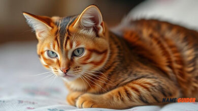 Abyssinian Cat Name Ideas and Suggestions