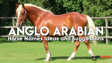 Anglo Arabian Horse Names Ideas and Suggestions