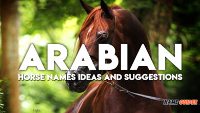 Arabian Horse Names Ideas and Suggestions