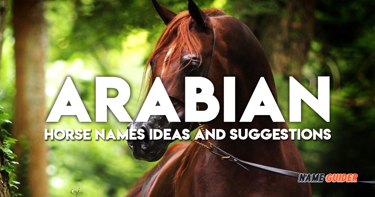 Arabian Horse Names Ideas and Suggestions