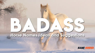 Badass Horse Names Ideas and Suggestions