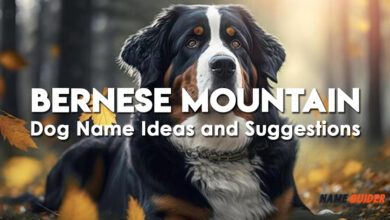 Bernese Mountain Dog Name Ideas and Suggestions