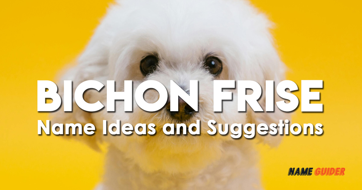 Bichon Frise Name Ideas and Suggestions