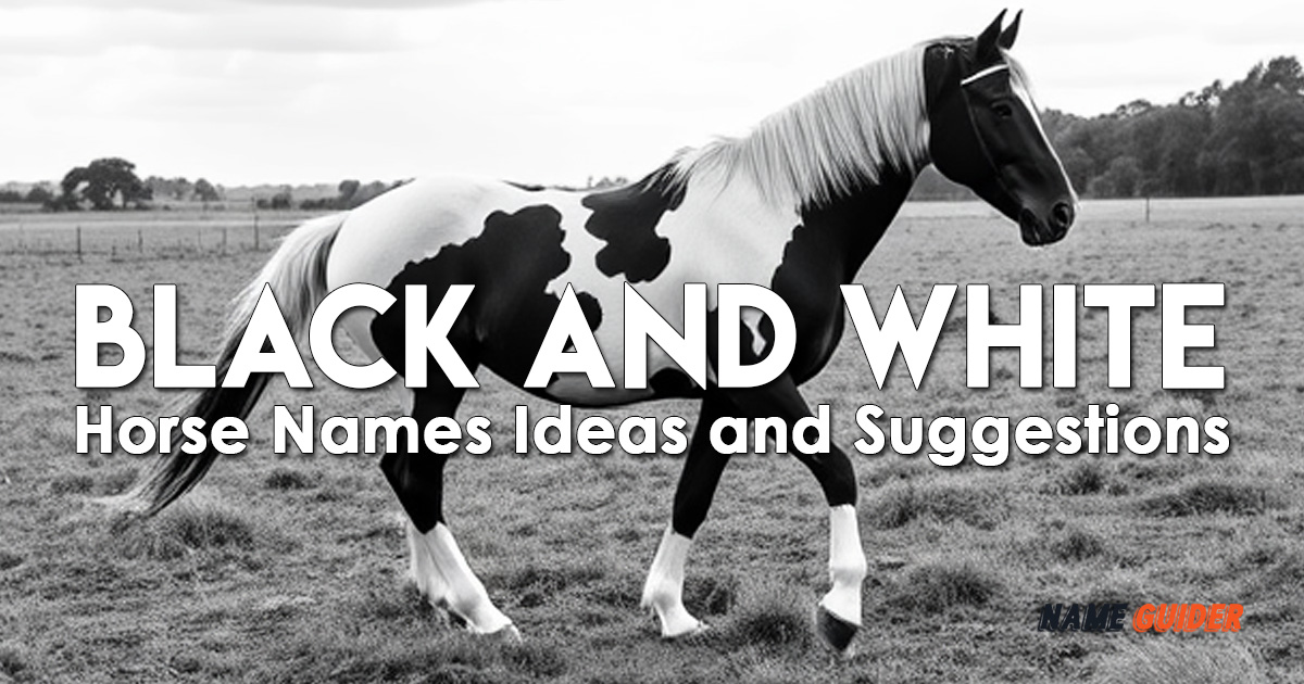 Black And White Horse Names Ideas and Suggestions