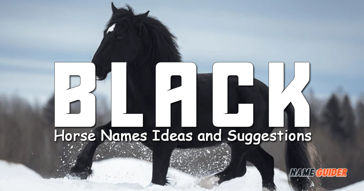 Black Horse Names Ideas and Suggestions