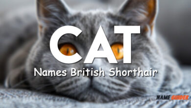 Cat Names British Shorthair