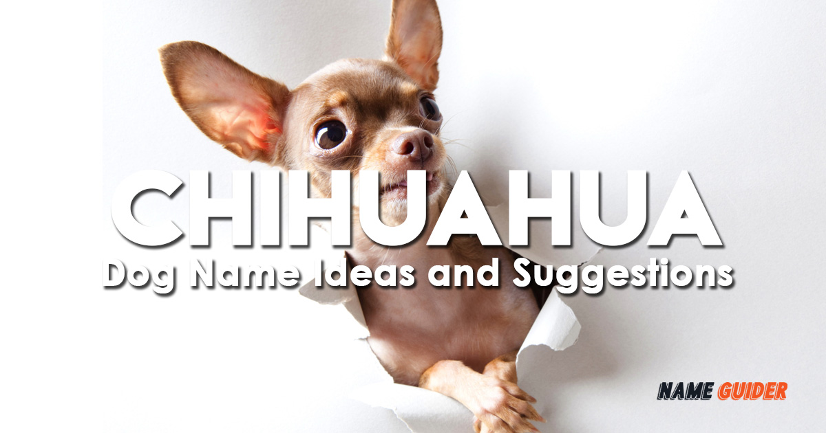 Chihuahua Dog Name Ideas and Suggestions