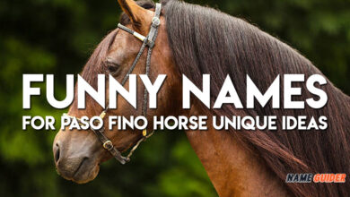 Funny Names For Paso Fino Horse Unique Ideas