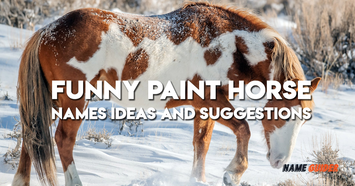 Funny Paint Horse Names Ideas and Suggestions