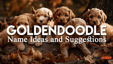 Goldendoodle Name Ideas and Suggestions