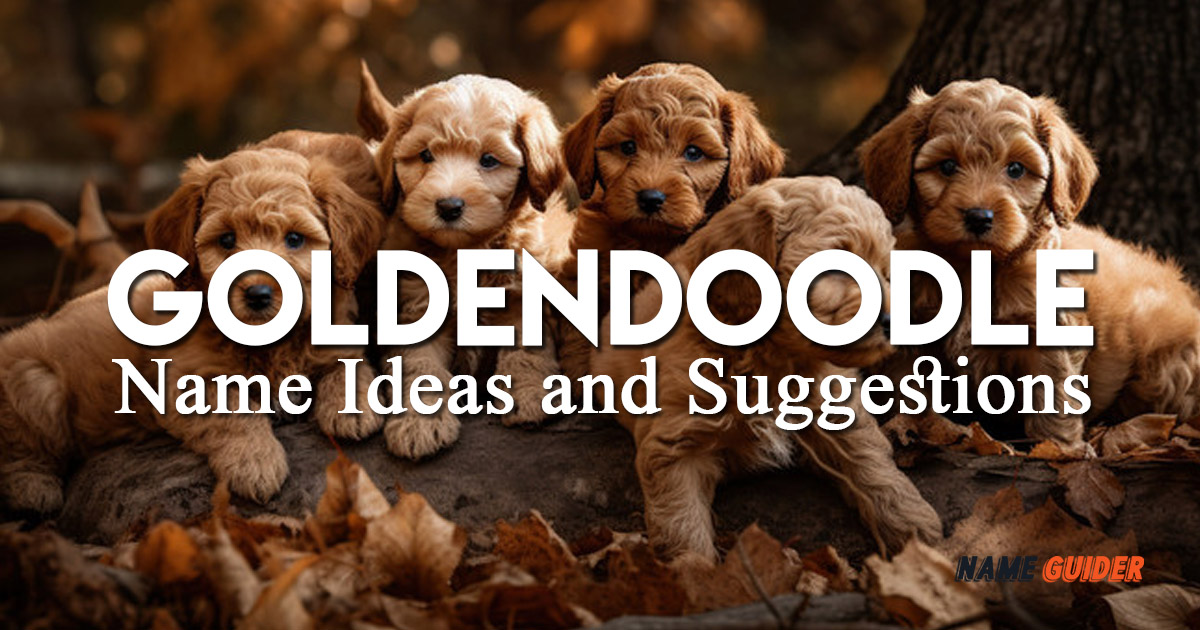 Goldendoodle Name Ideas and Suggestions