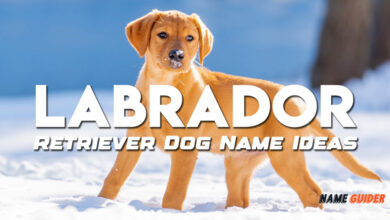 Labrador Retriever Dog Name Ideas