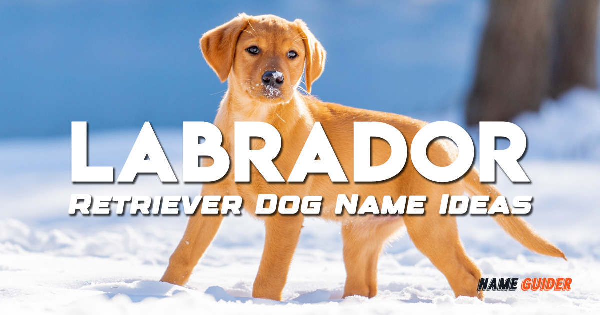 Labrador Retriever Dog Name Ideas