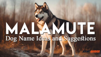 Malamute Dog Name Ideas and Suggestions