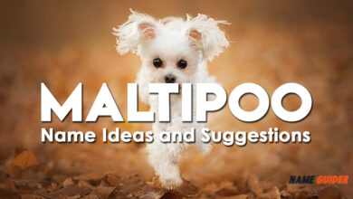 Maltipoo Name Ideas and Suggestions