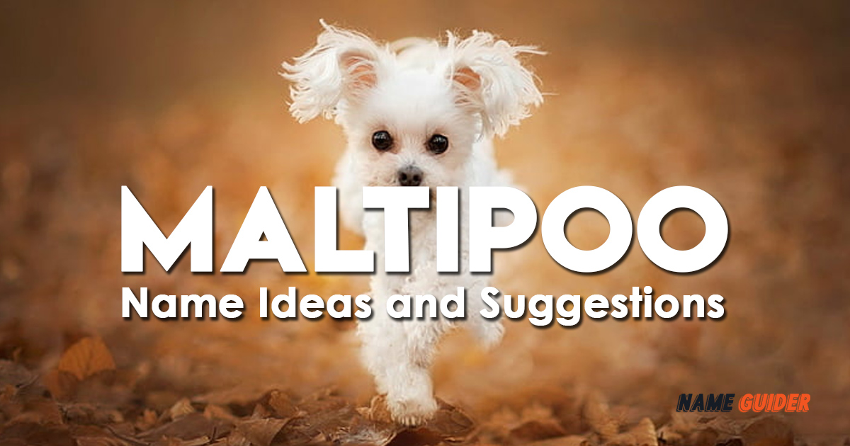 Maltipoo Name Ideas and Suggestions