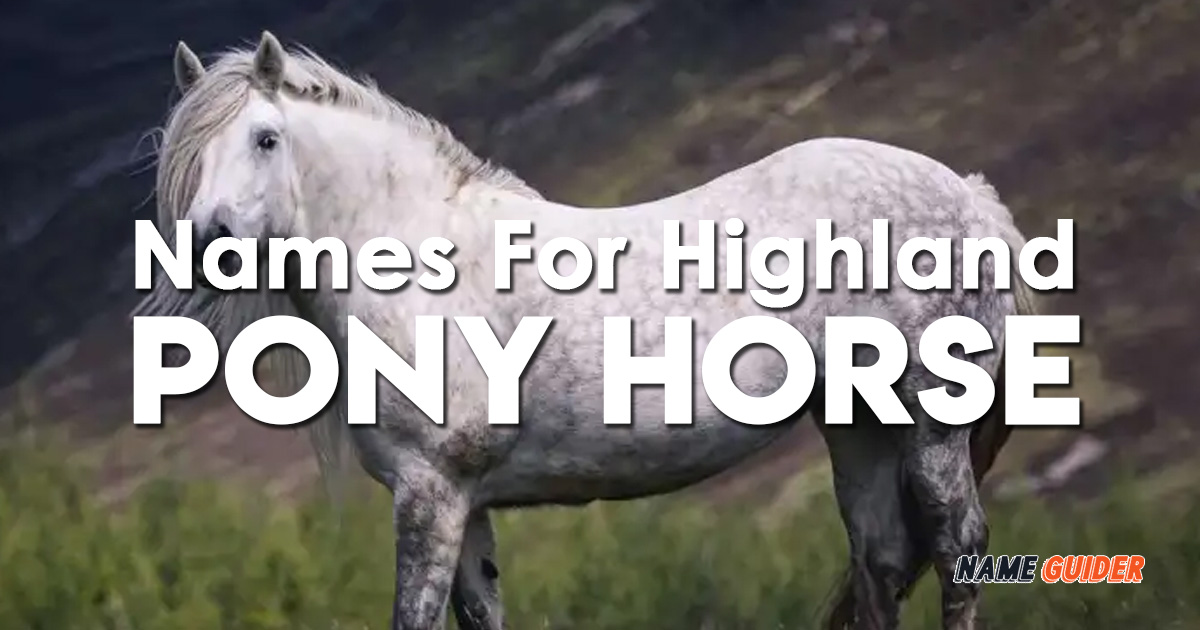 Names For Highland Pony Horse