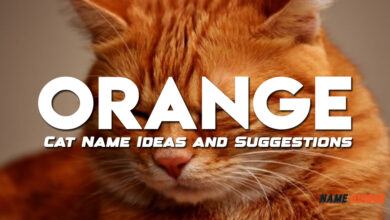 Orange Cat Name Ideas and Suggestions