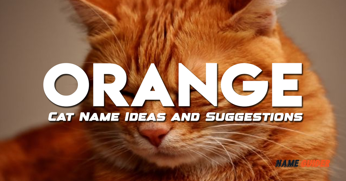 Orange Cat Name Ideas and Suggestions