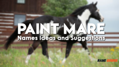 Paint Mare Names Ideas and Suggestions