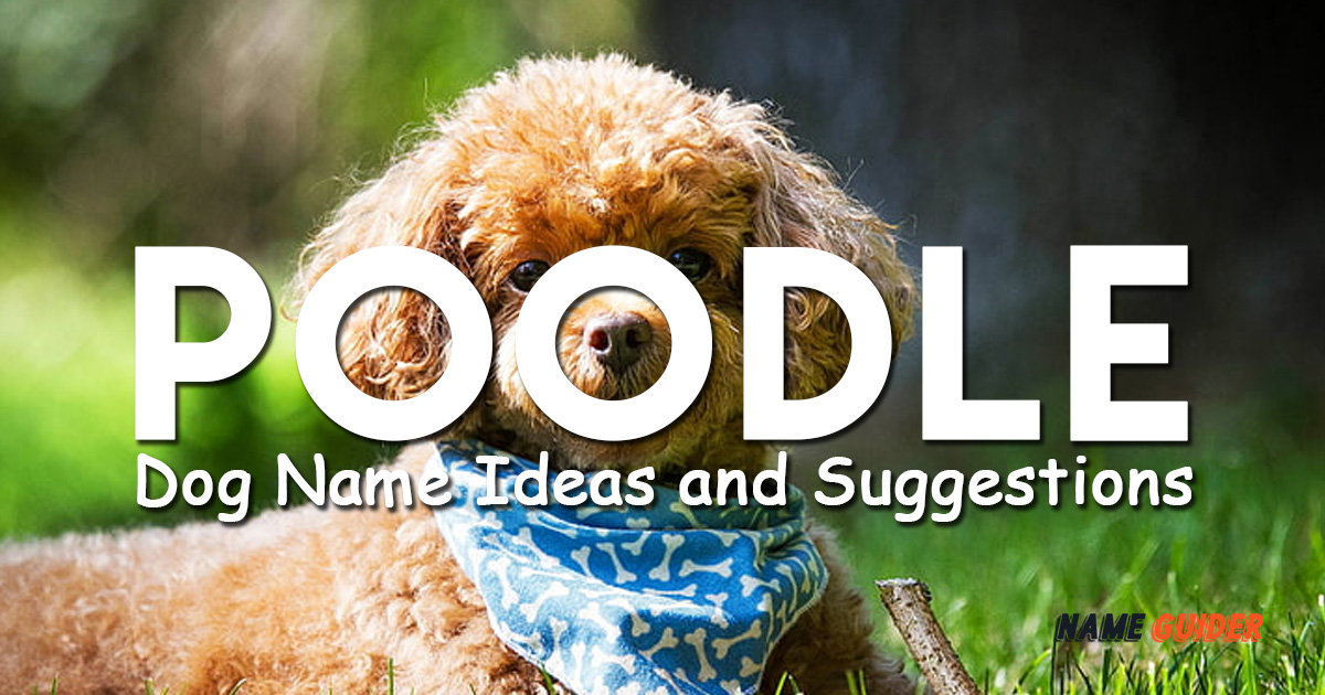 Poodle Dog Name Ideas and Suggestions