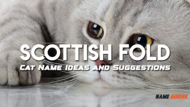 Scottish Fold Cat Name Ideas and Suggestions