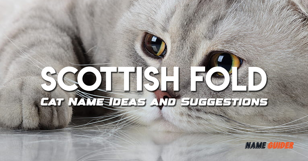 Scottish Fold Cat Name Ideas and Suggestions