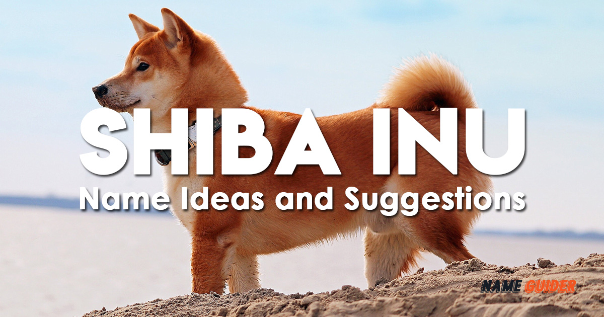 Shiba Inu Name Ideas and Suggestions