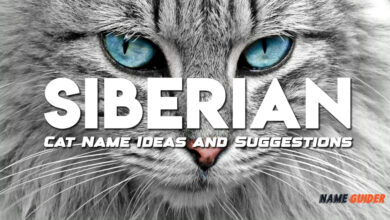 Siberian Cat Names Ideas and Suggestions