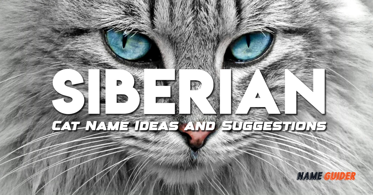 Siberian Cat Names Ideas and Suggestions