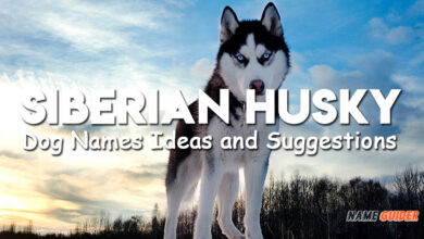 Siberian Husky Dog Names Ideas and Suggestions