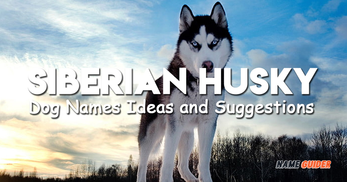 Siberian Husky Dog Names Ideas and Suggestions