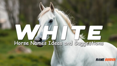 White Horse Names Ideas and Suggestions